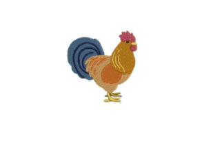 New Hampshire Red Chicken